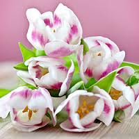 fiori