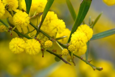 mimosa
